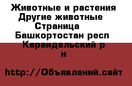 Животные и растения Другие животные - Страница 3 . Башкортостан респ.,Караидельский р-н